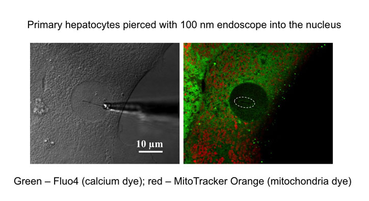 cell-interrogation-by-endoscope