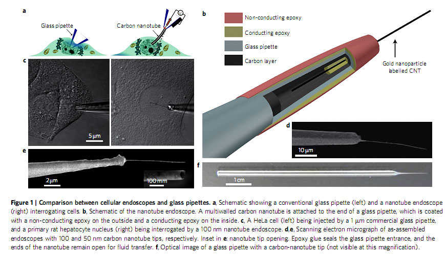 cellular probe