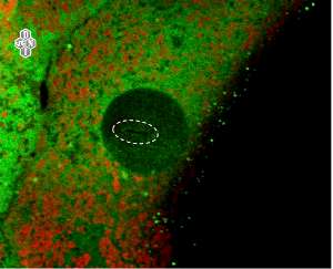 клетка первичного гепатоцита с красителями